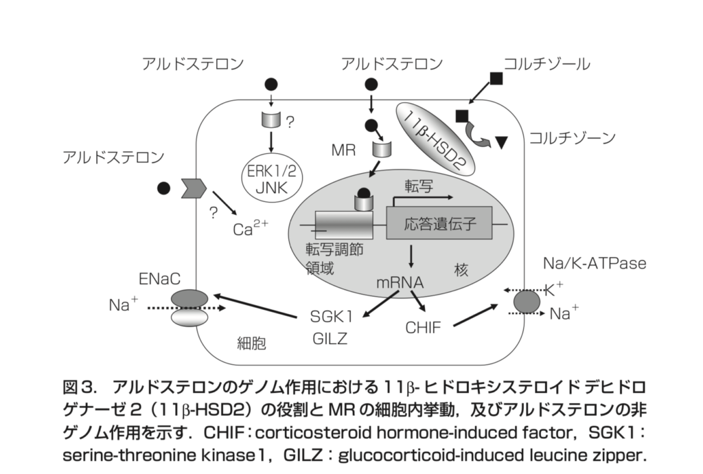 アルドステロンアルドステロン｜作用や合成経路等
