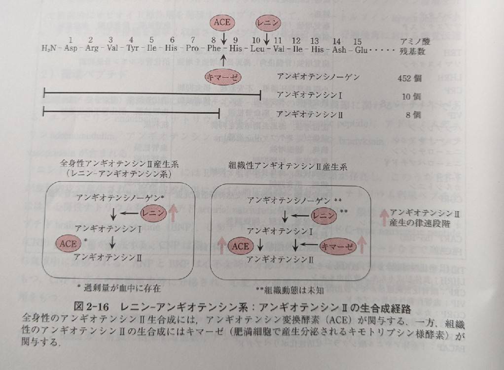 キマーゼ経路