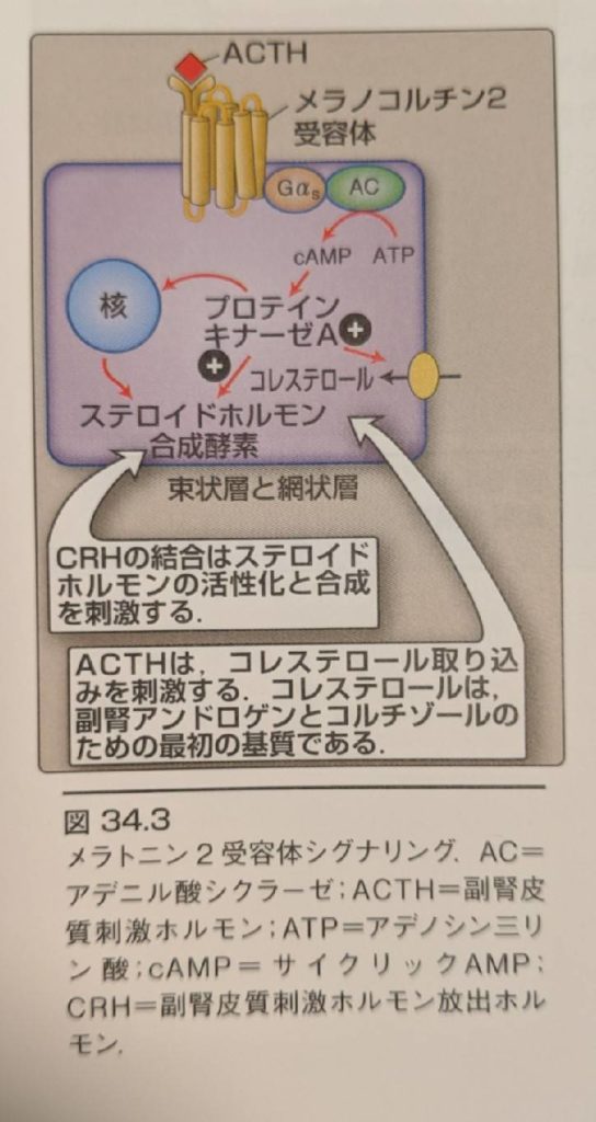 アルドステロン