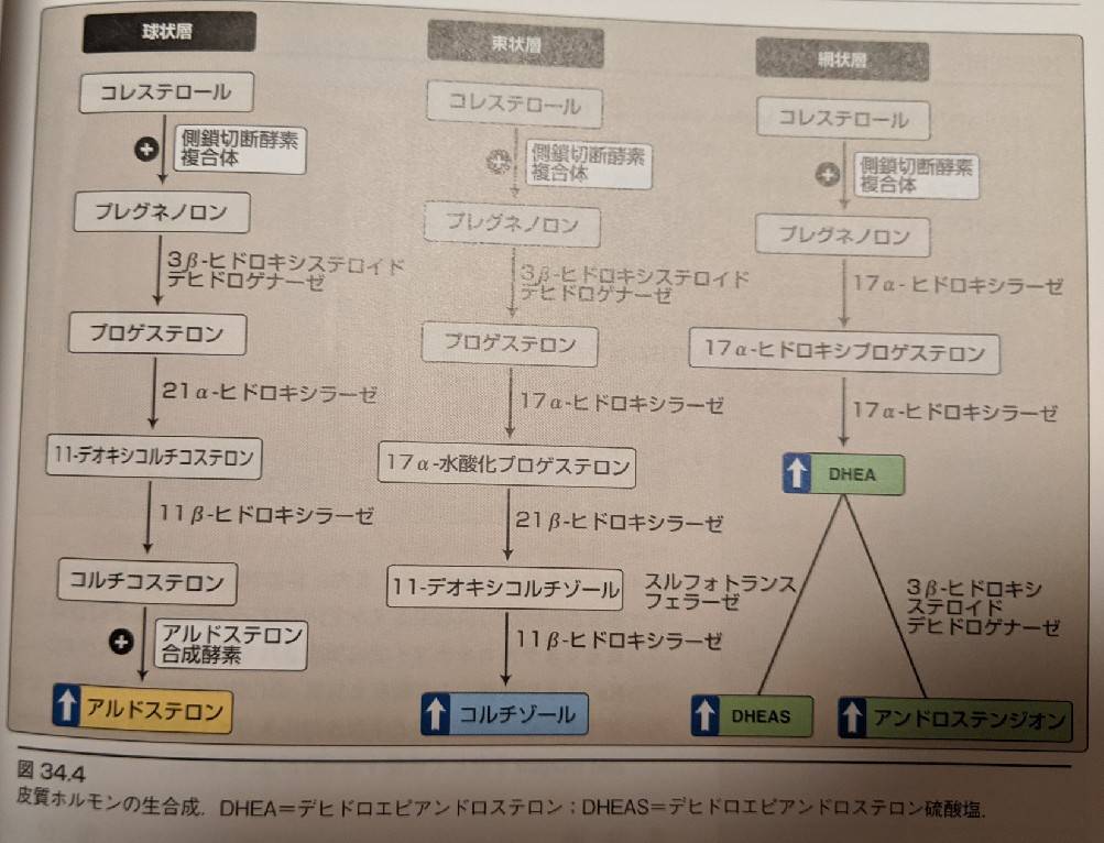 ステロイドホルモン合成