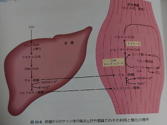 ketone-riyou